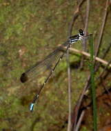 Image of Platysticta maculata Hagen ex Selys 1860