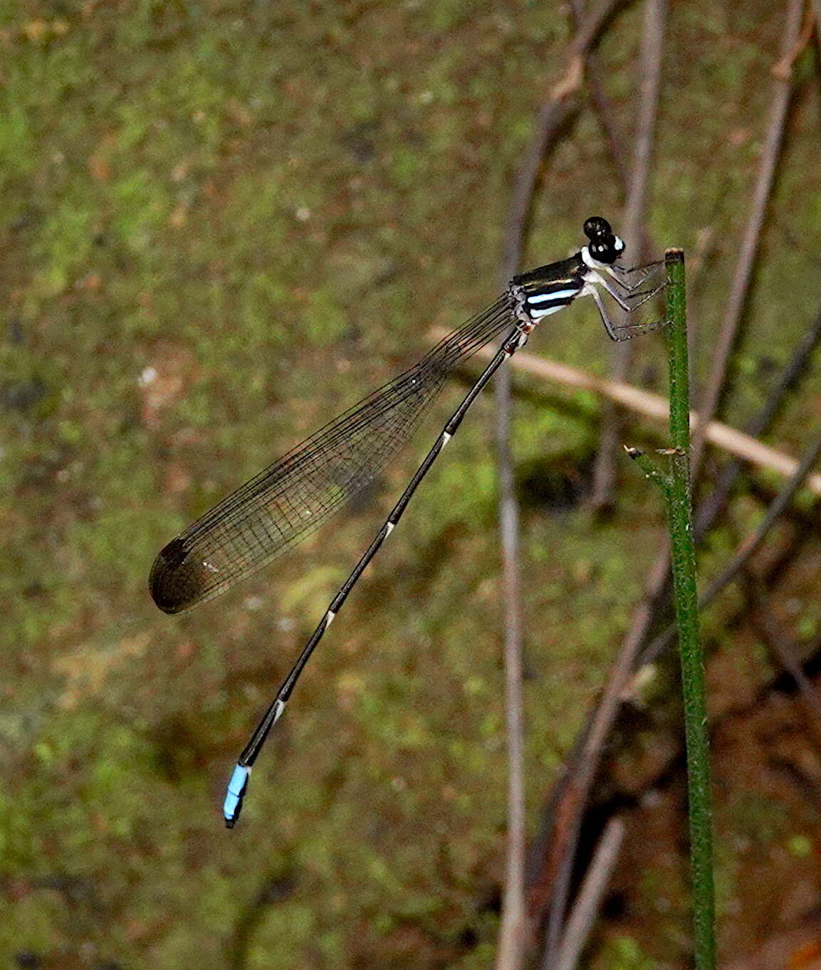 Image of Platysticta maculata Hagen ex Selys 1860