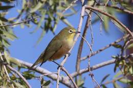 Imagem de Zosterops pallidus Swainson 1838