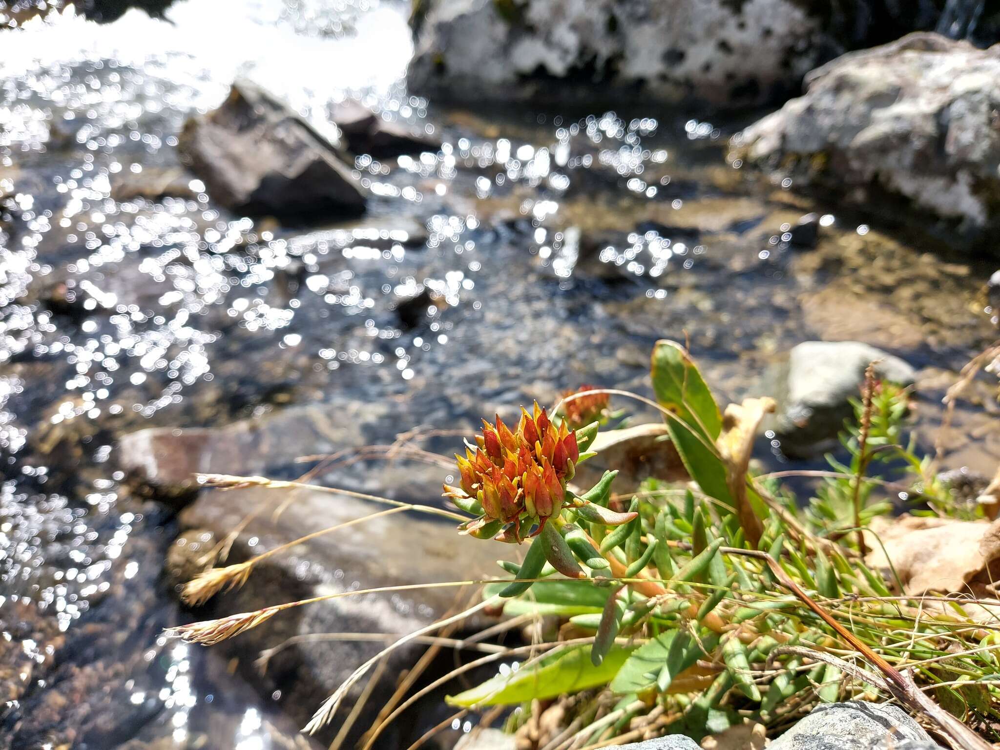 Image of Rhodiola algida (Ledeb.) Fisch. & C. A. Mey.