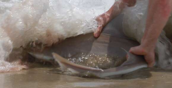 Image of Dusky Smoothhound