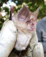 Image of Bushveld Horseshoe Bat