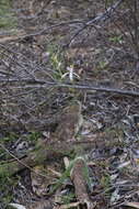 Image of Daddy-long-legs spider orchid