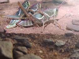 Plancia ëd Staleochlora arcuata iguazuensis Roberts, H. R. & Carbonell 1992