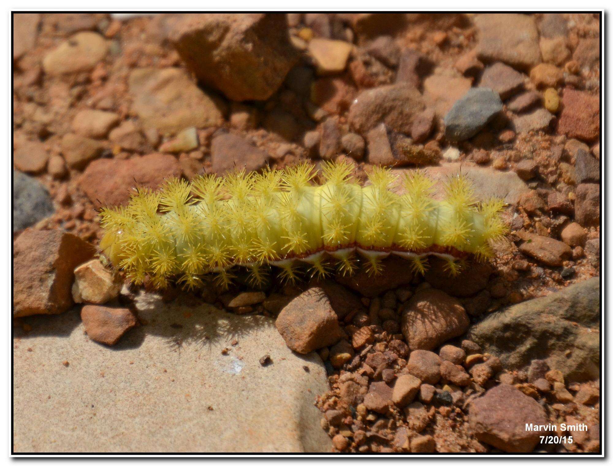 Image of Io Moth