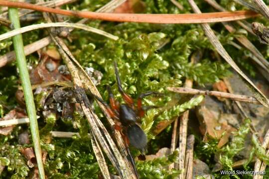 Image de Gnaphosa bicolor (Hahn 1833)