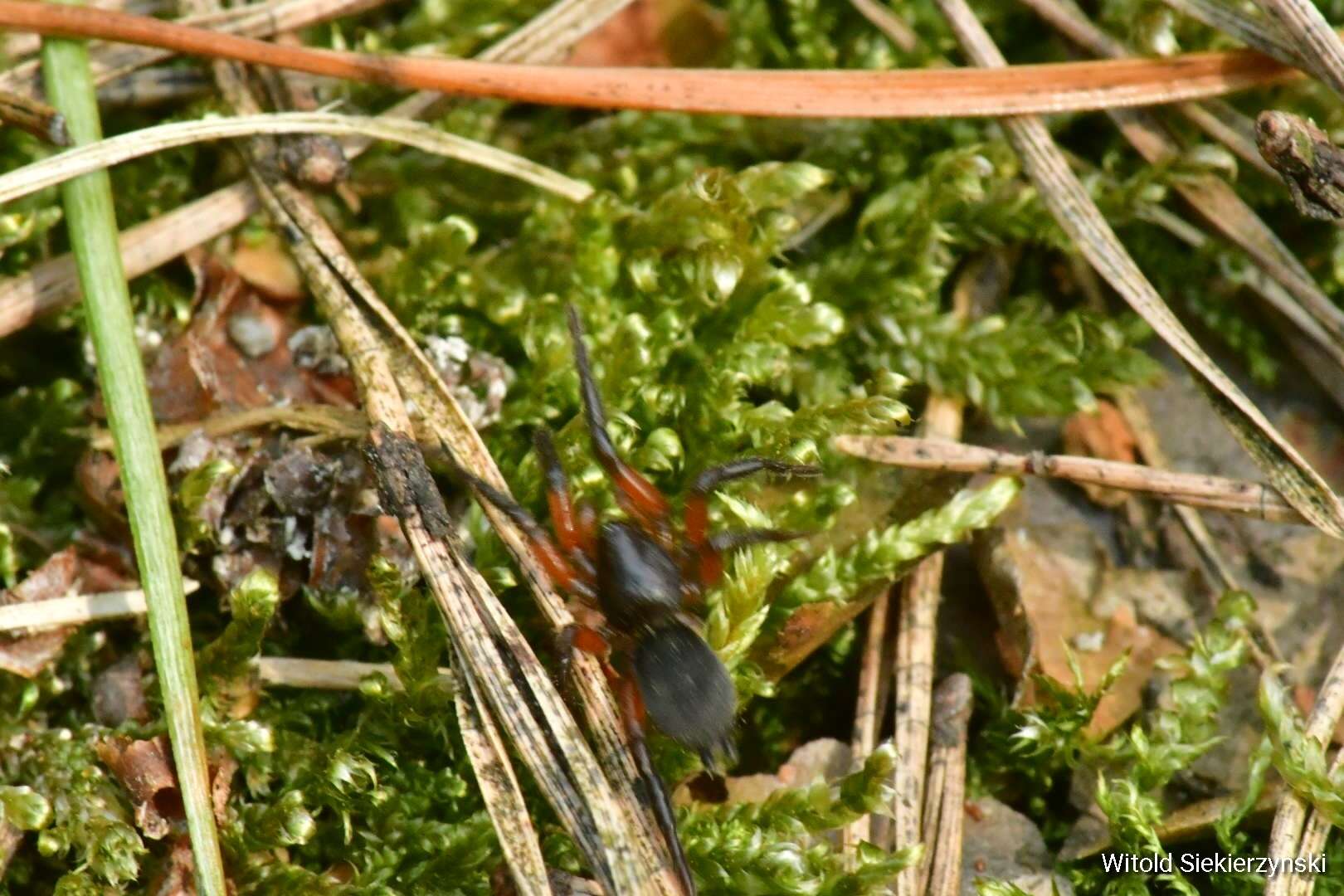 Image de Gnaphosa bicolor (Hahn 1833)