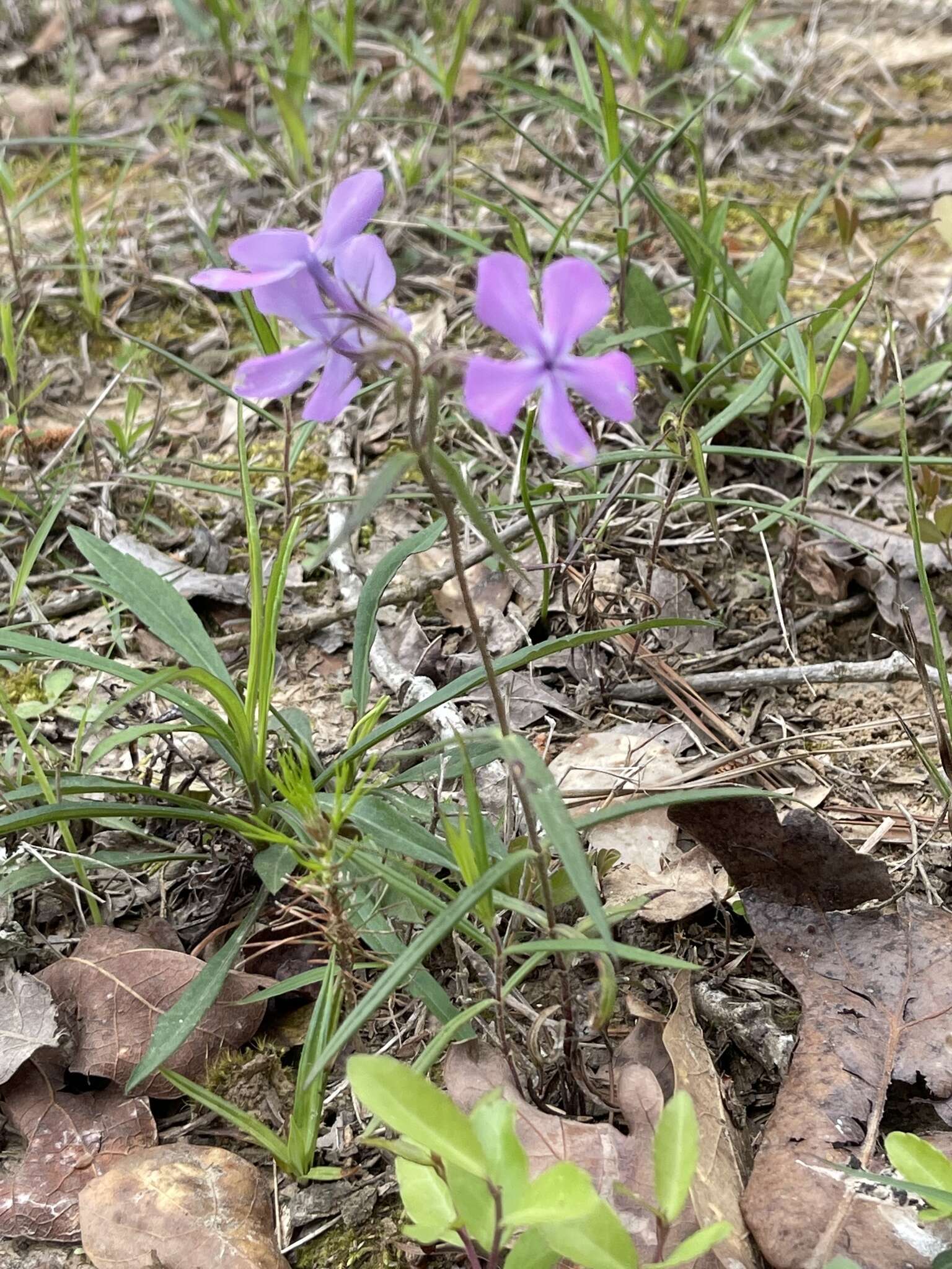 Sivun Phlox pilosa subsp. pilosa kuva