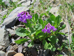 Primula latifolia subsp. graveolens (Hegetschw.) Rouy resmi