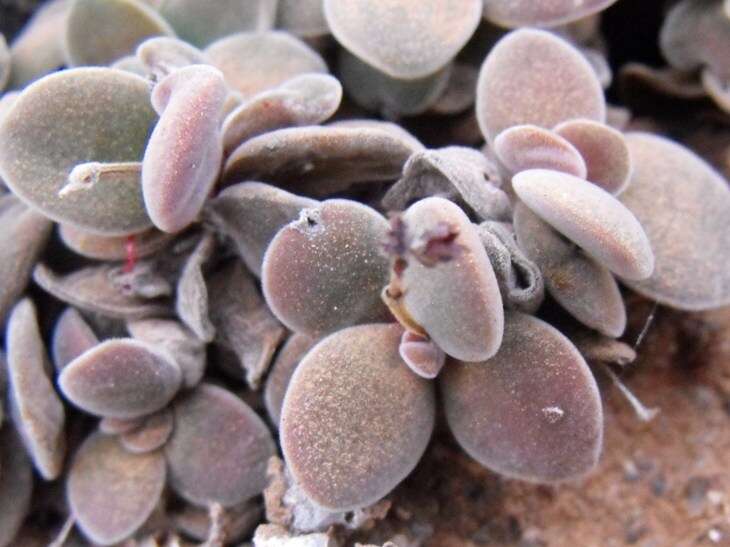 Image of Crassula sericea var. velutina (Friedr.) Tölken