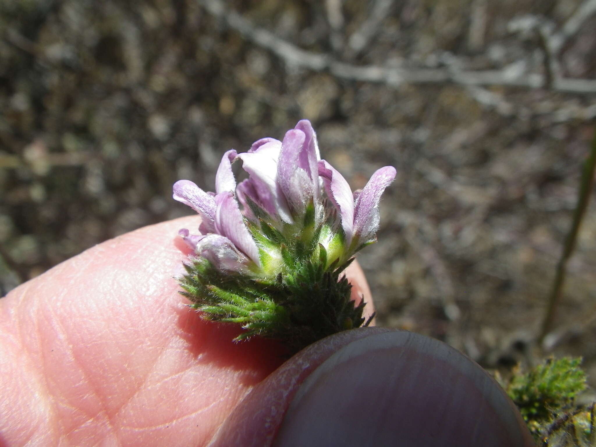 Image of Aspalathus cephalotes Thunb.