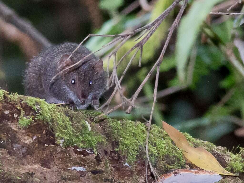 Image of Agile Antechinus