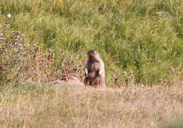 Image of Bobak Marmot