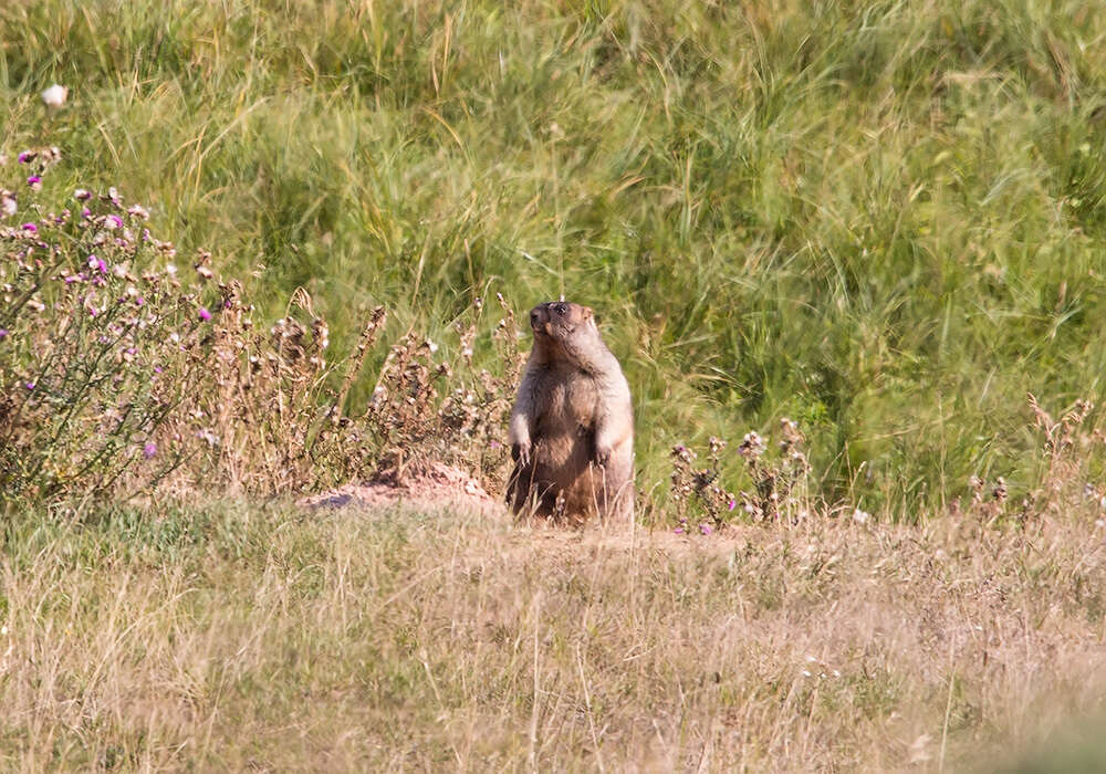 Image of Bobak Marmot