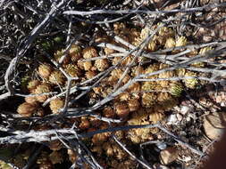 Слика од Haworthia reticulata (Haw.) Haw.