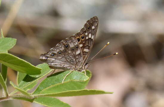 Image de Asterocampa leilia Edwards 1874