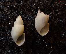 Image of Odostomia turricula Dall & Bartsch ex Arnold 1903