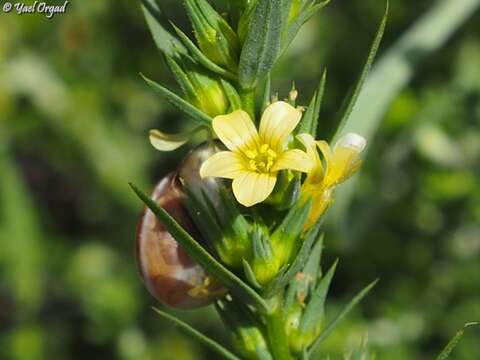 Слика од Linum strictum L.