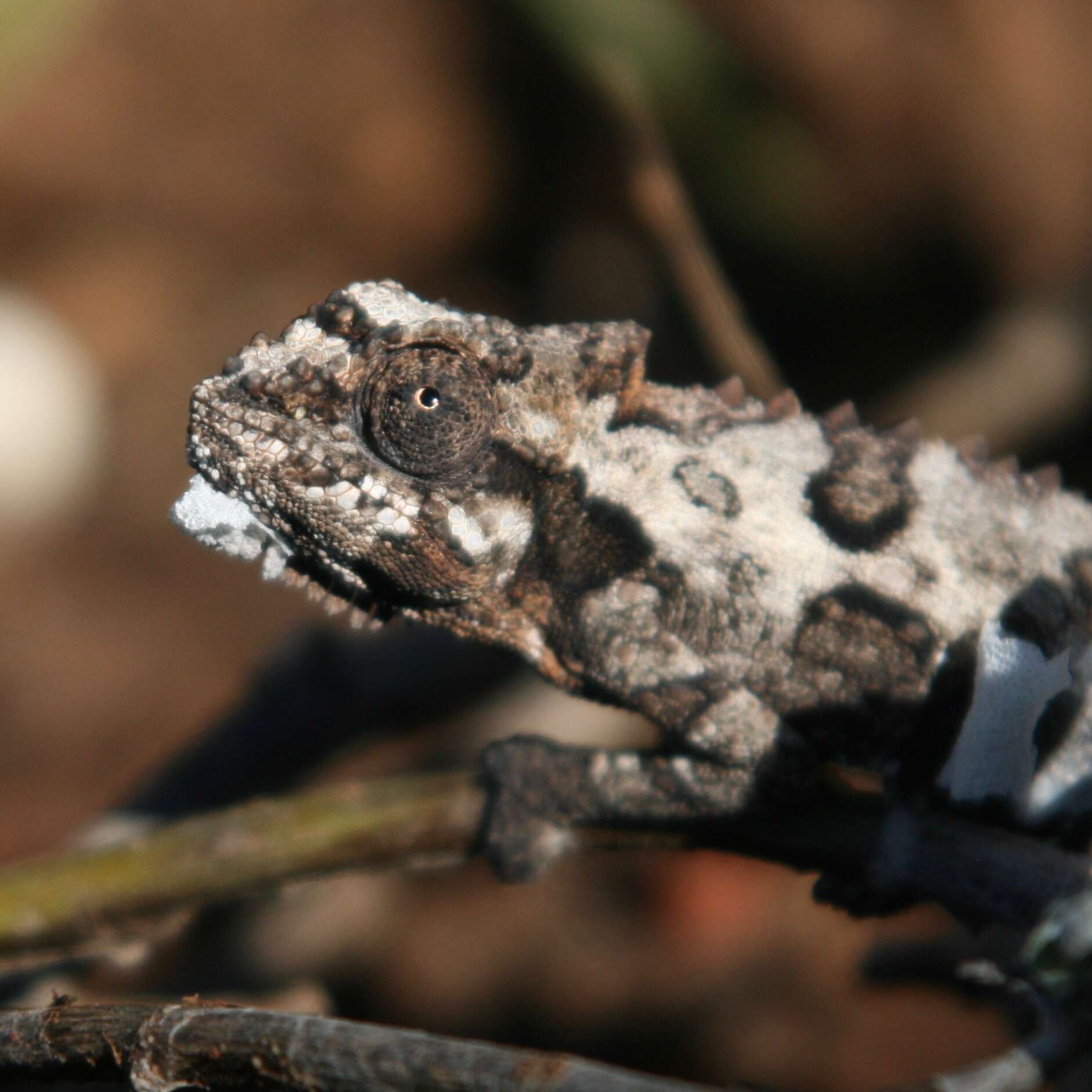 Image of Eastern Cape Dwarf Chameleon