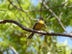 Слика од Emberiza cabanisi (Reichenow 1875)