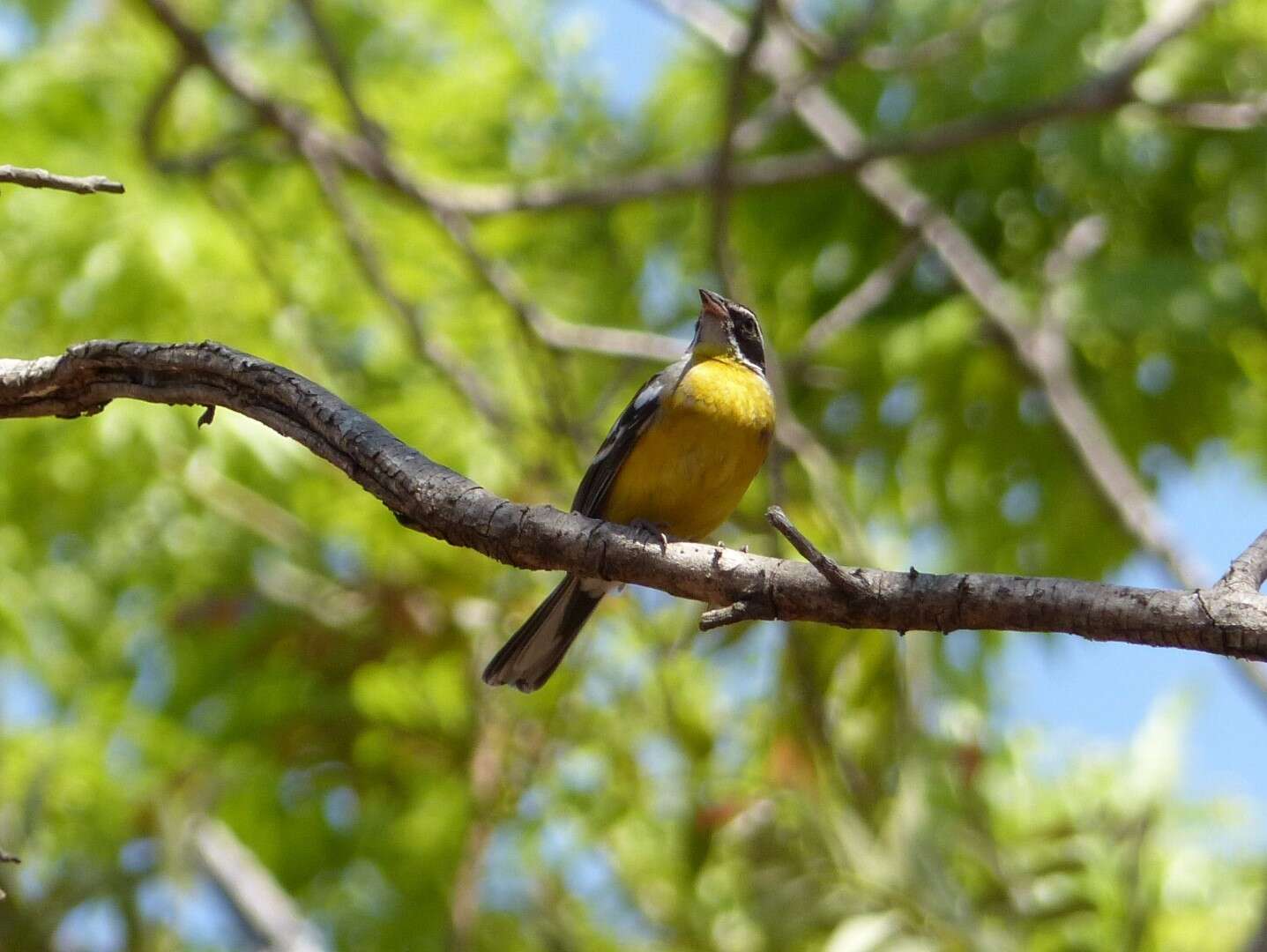 صورة Emberiza cabanisi (Reichenow 1875)