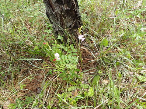 Image of spiked hoarypea