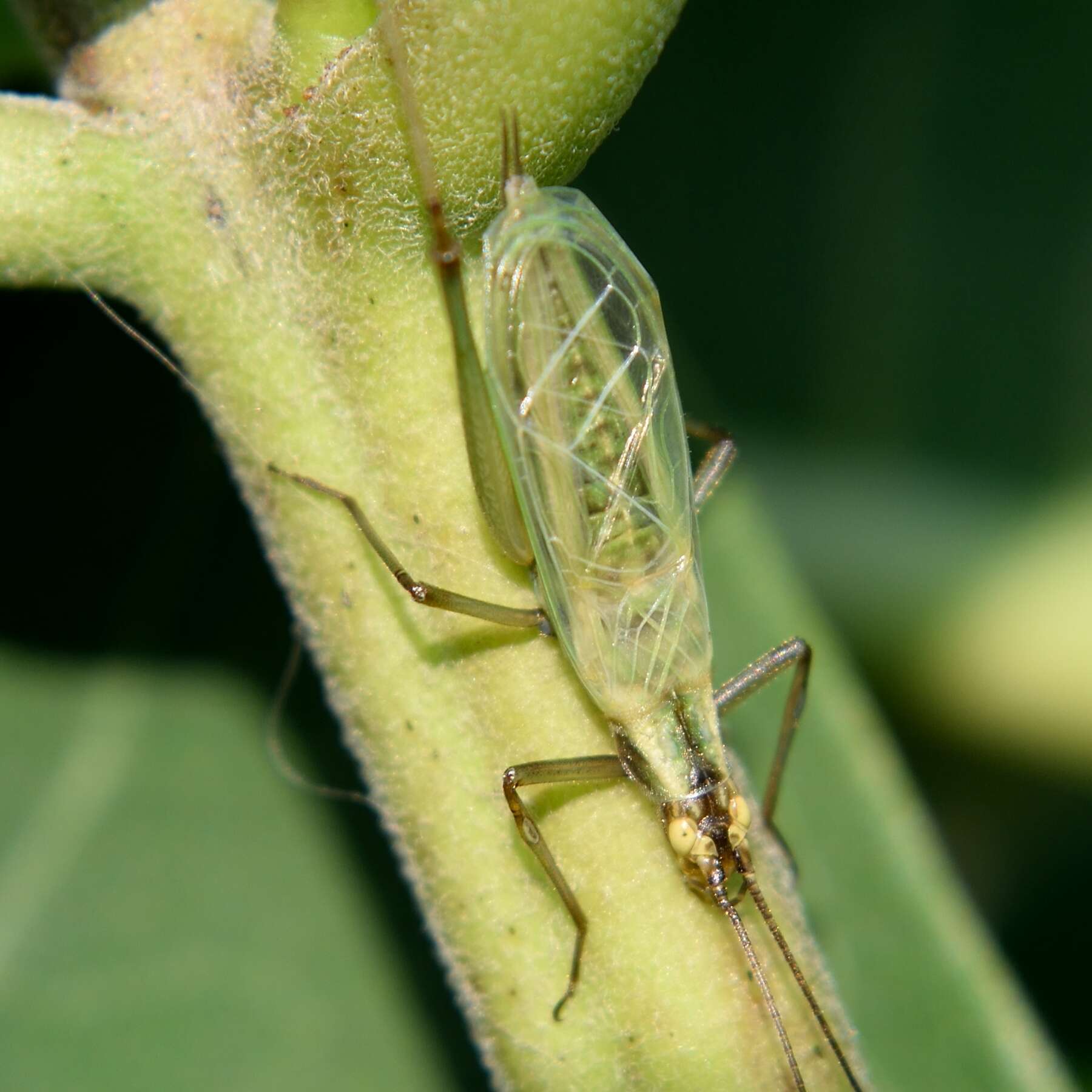 Image of Black-horned Tree Cricket