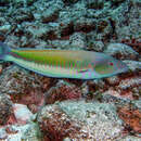 Image of Sidespot longface wrasse