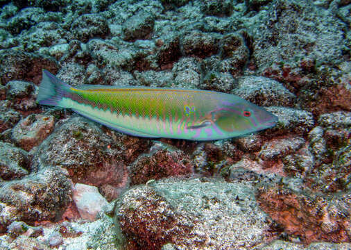 Image of Sidespot longface wrasse