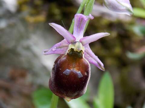 Image of Ophrys argolica subsp. crabronifera (Sebast. & Mauri) Faurh.