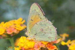 Image of <i>Colias <i>lesbia</i></i> lesbia