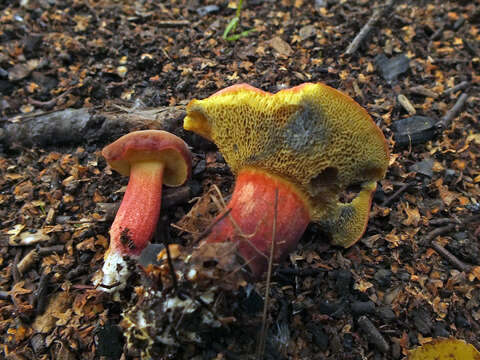 Слика од Hortiboletus rubellus (Krombh.) Simonini, Vizzini & Gelardi 2015