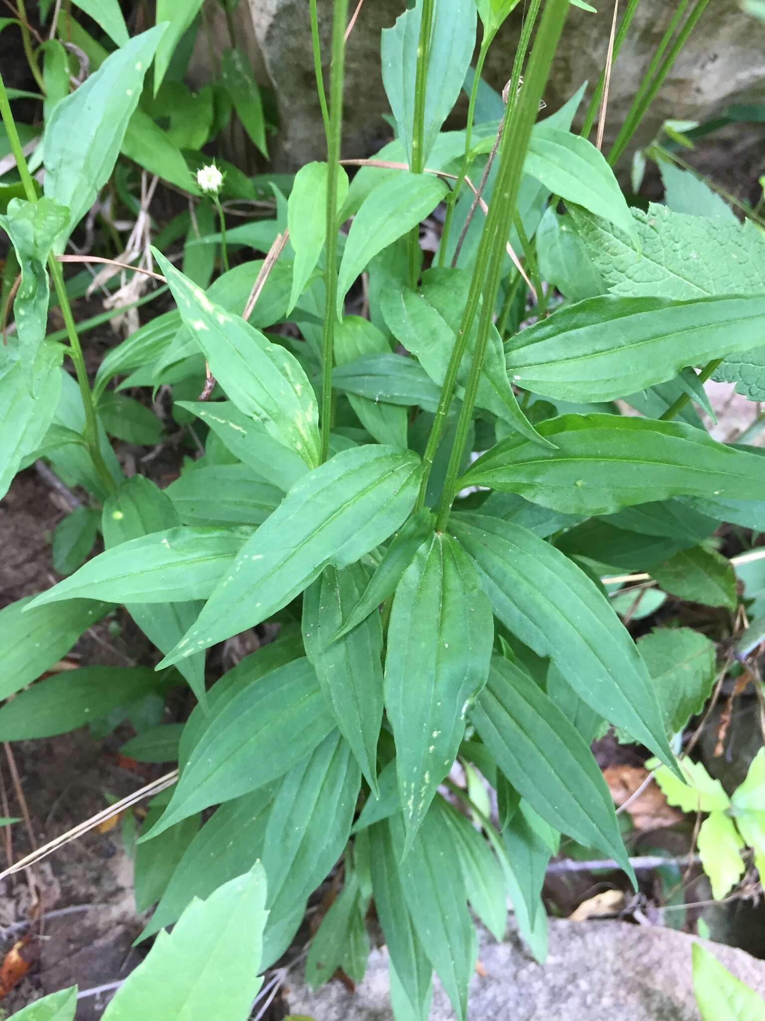 Image of Broad-Leaf Barbara's-Buttons