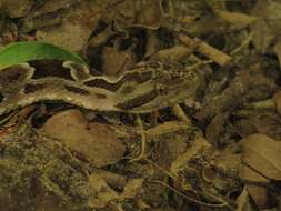 Bothrops pubescens (Cope 1870) resmi