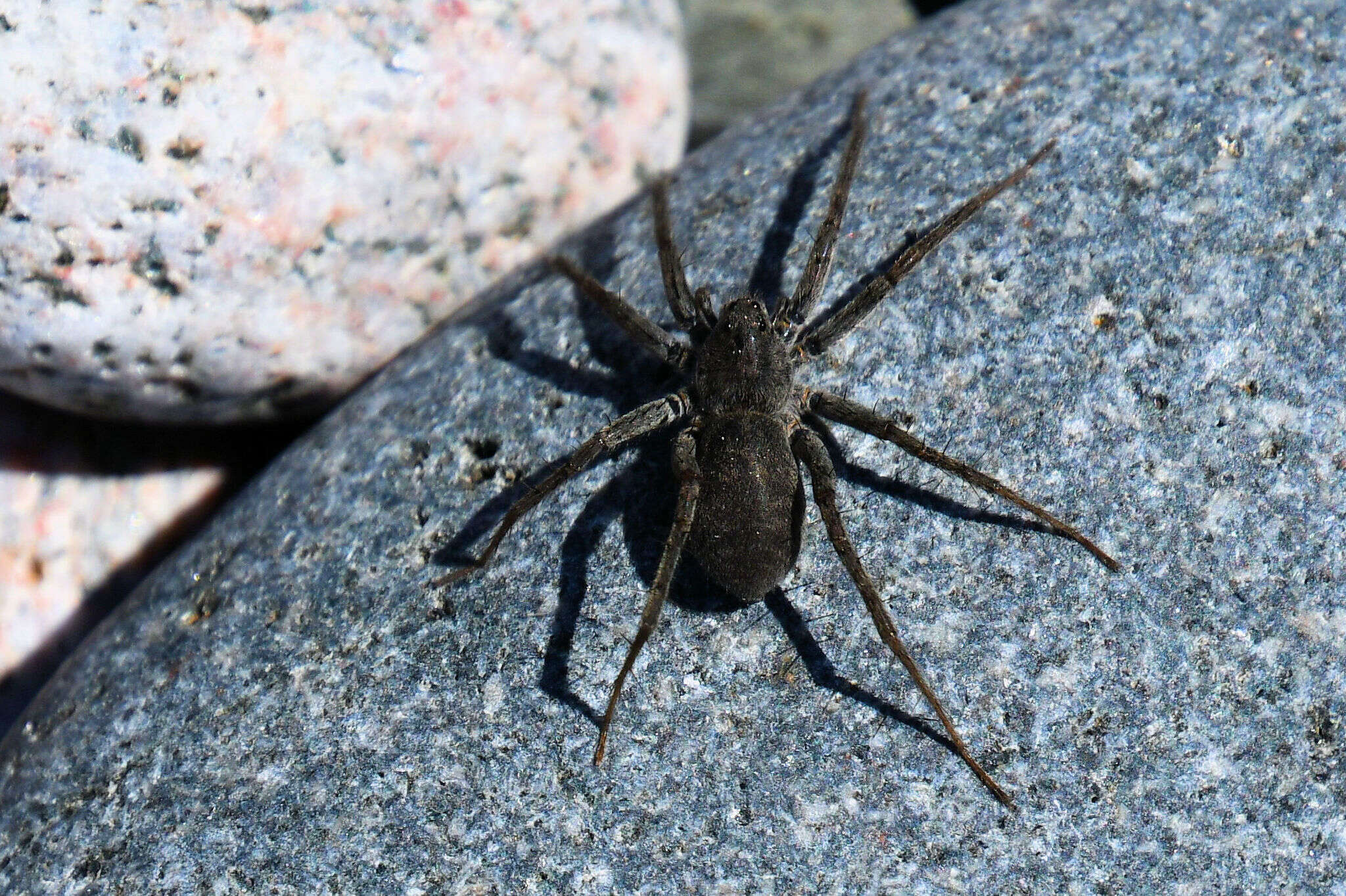 Image of Stone Spider