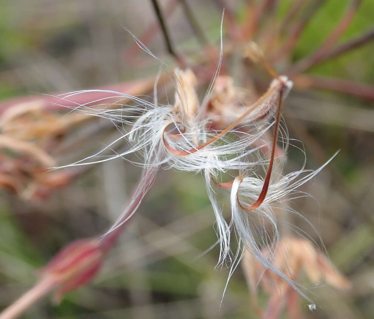 Image of Pelargonium caffrum (Eckl. & Zeyh.) Steud.