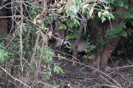 Image of Asian Badger