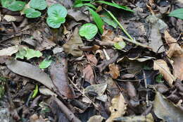 Image of Proceratophrys renalis (Miranda-Ribeiro 1920)