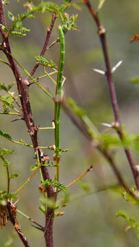 Image of Diapheromera (Diapheromera) persimilis Caudell 1904