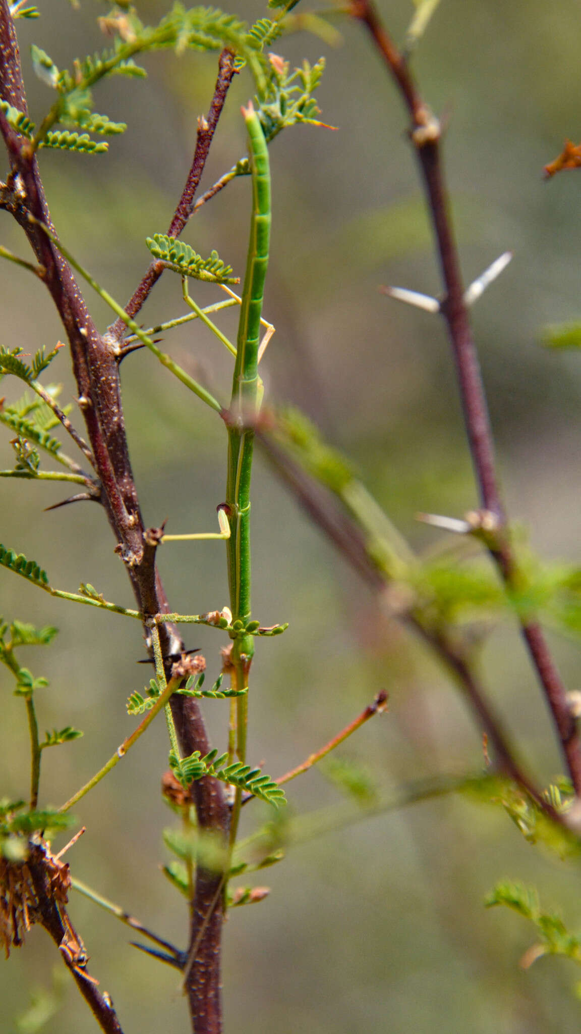 Diapheromera (Diapheromera) persimilis Caudell 1904 resmi