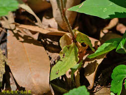 Image of Zeuxine flava (Wall. ex Lindl.) Trimen