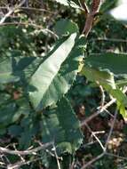 Image of Taiwanese photinia