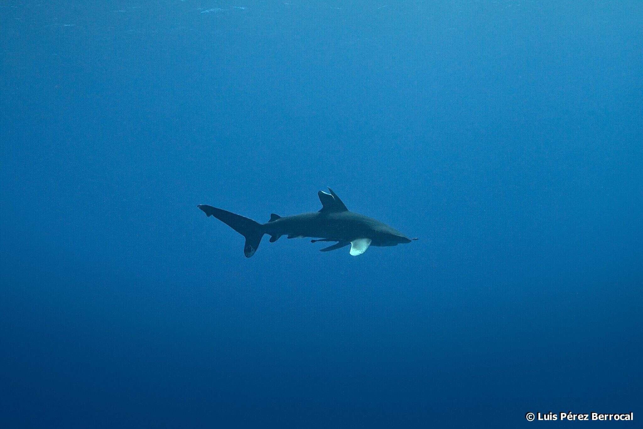 Image of Oceanic Whitetip Shark