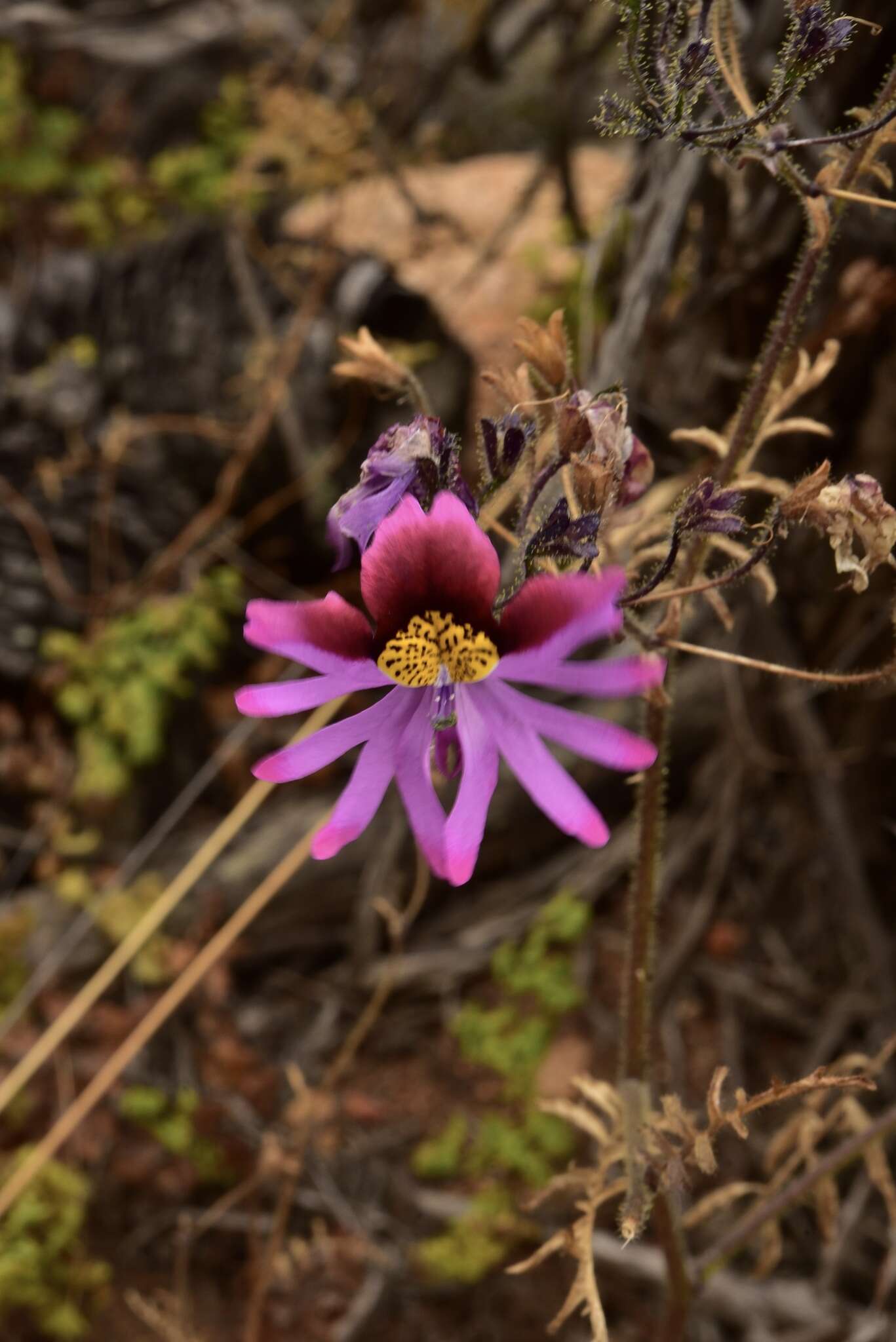 Image of Schizanthus carlomunozii var. dilutimaculatus V. Morales & Muñoz-Schick