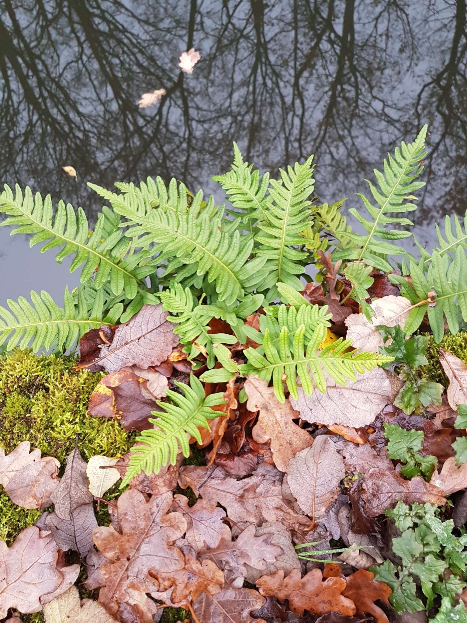 Image of Polypodium interjectum Shivas