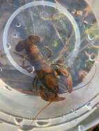 Image of Chattahoochee Crayfish