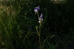 Sivun Aconitum columbianum subsp. columbianum kuva