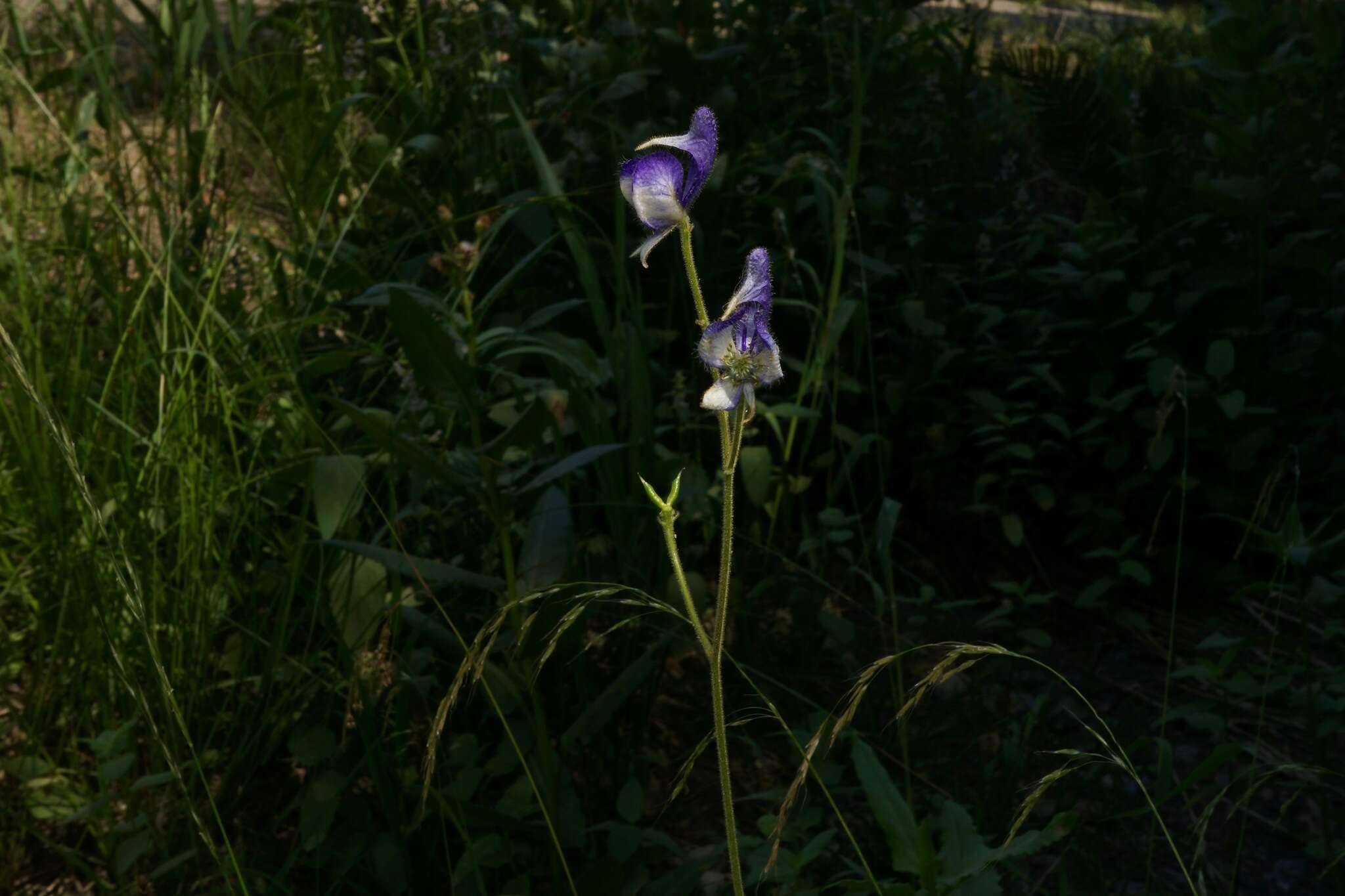 Sivun Aconitum columbianum subsp. columbianum kuva