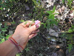 Image of Wright's waxweed