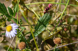 Imagem de Aster ovatus var. microcephalus (Miq.) Mot. Ito & A. Soejima